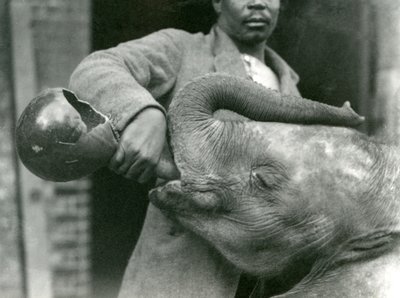 Jeune éléphant africain Kiberenge buvant donné par Darisha tandis que Syed Ali regarde en arrière-plan, Zoo de Londres, septembre 1923 - Frederick William Bond